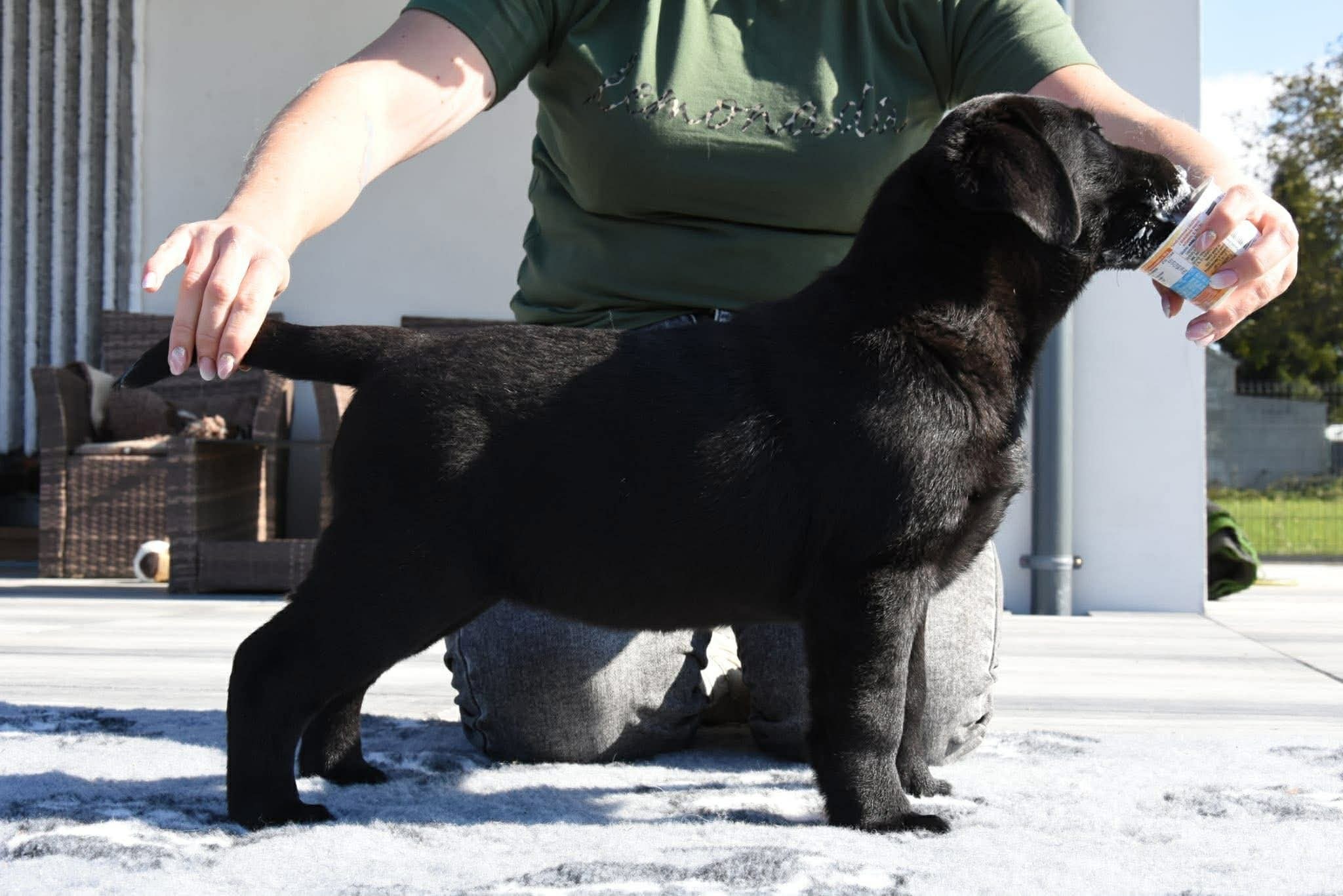 Baldo offspring — Chocolate Labrador puppy