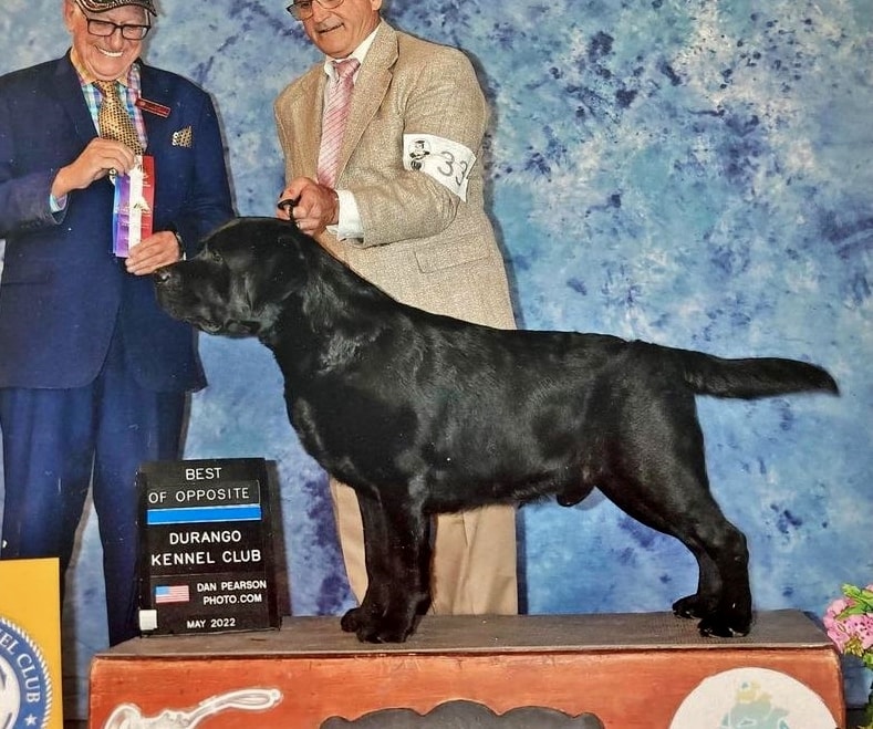 Bollé — Black Labrador Retriever