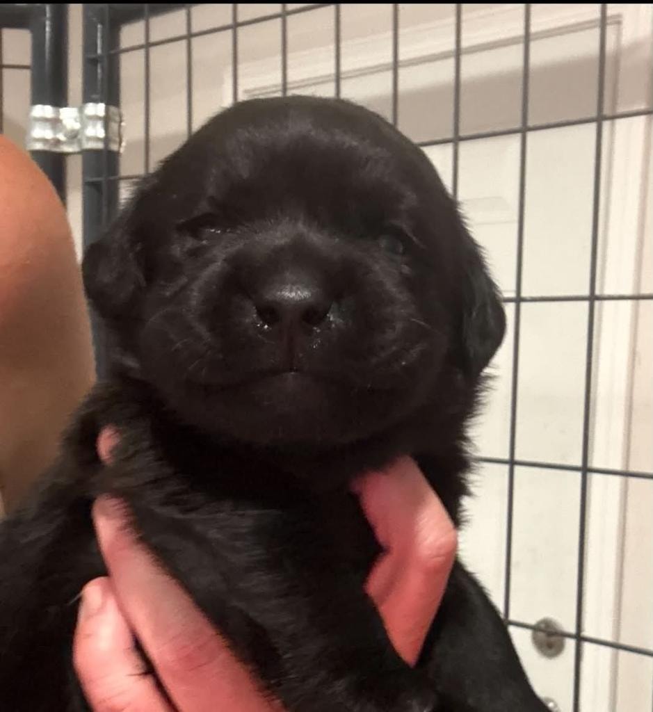 Bolle puppy black newborn