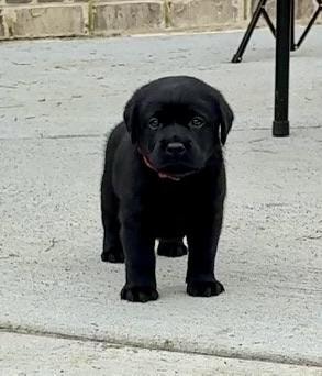 Bolle puppy black standing