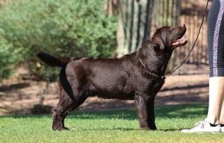 Crush — Chocolate Labrador Retriever