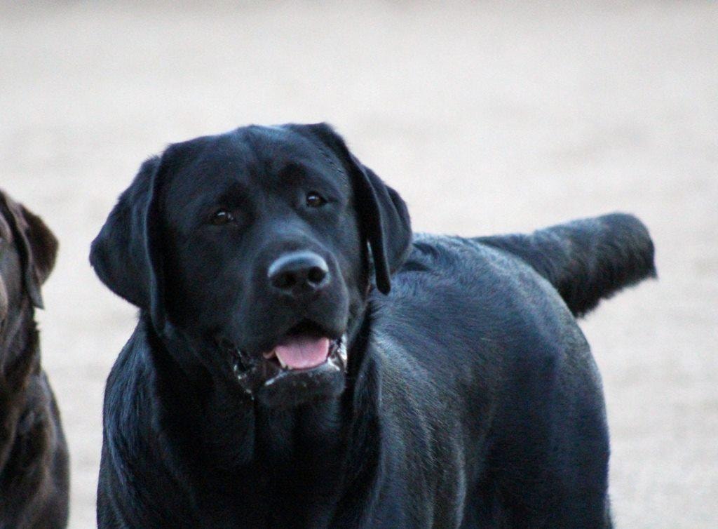 Dominic — Black Labrador Retriever Grand Champion (Retired)