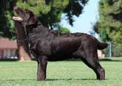 Joey champion offspring 6