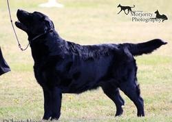 Joey champion offspring 8
