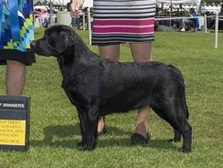 Jolly champion offspring 1