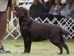 Jolly champion offspring 3