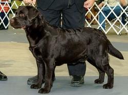 Jolly champion offspring 5