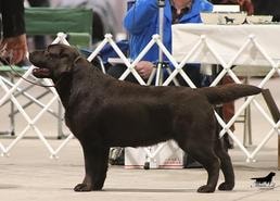 Jolly champion offspring 6