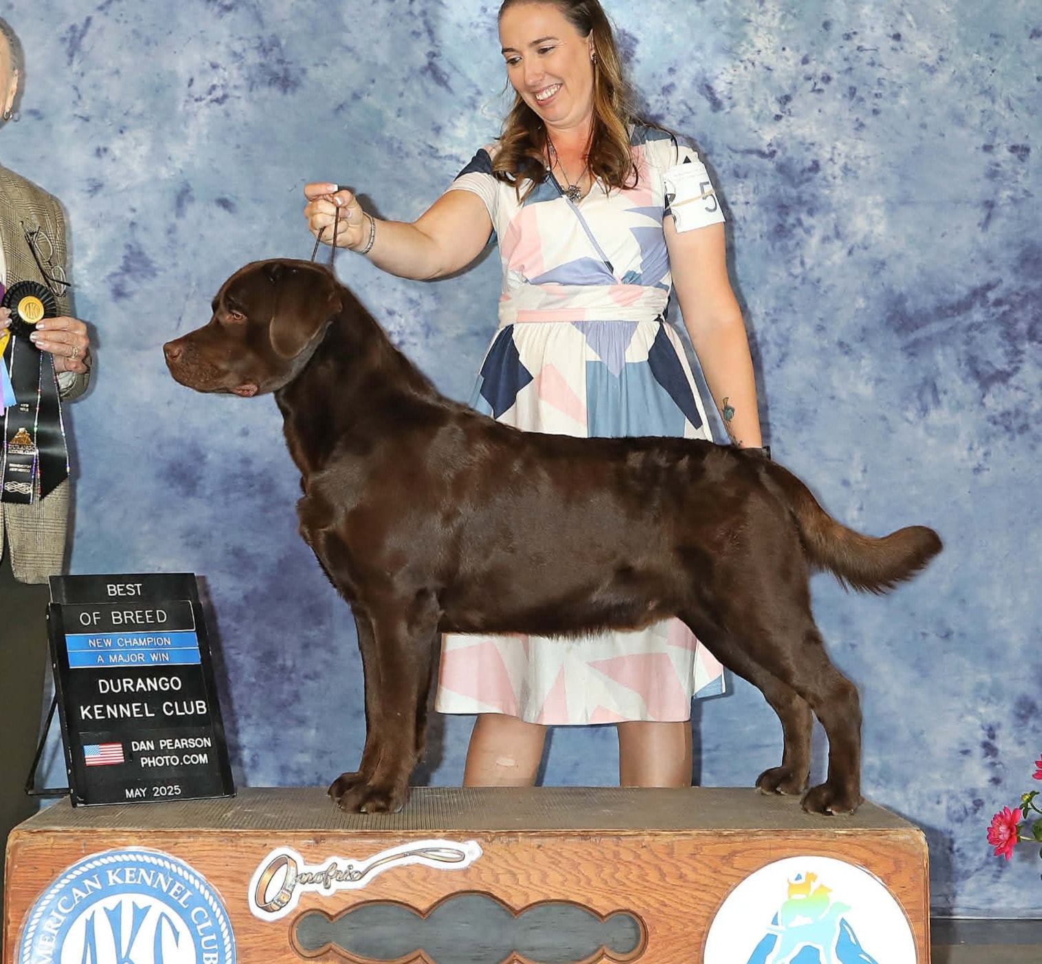 Rebel — Chocolate Labrador Retriever