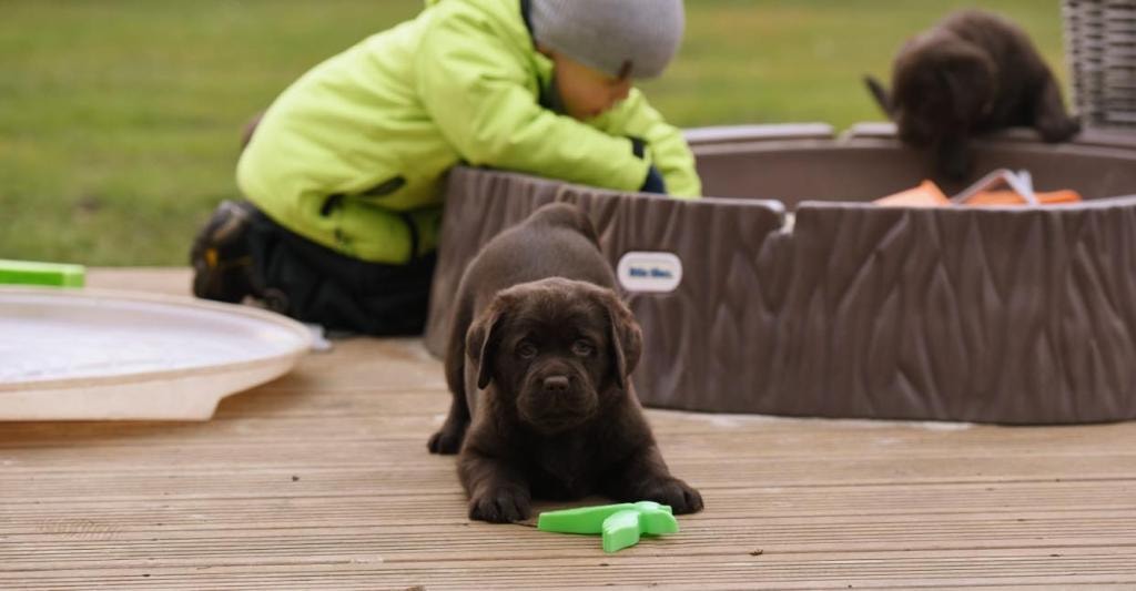 Chocolate Lab puppy on deck