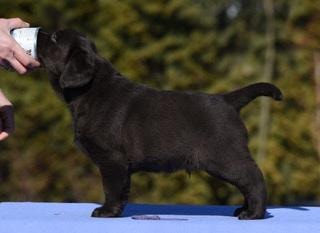 Chocolate Lab puppy show stack