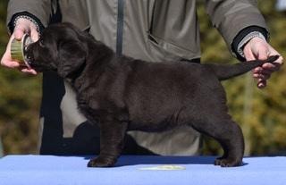 Chocolate Lab puppy show stack side