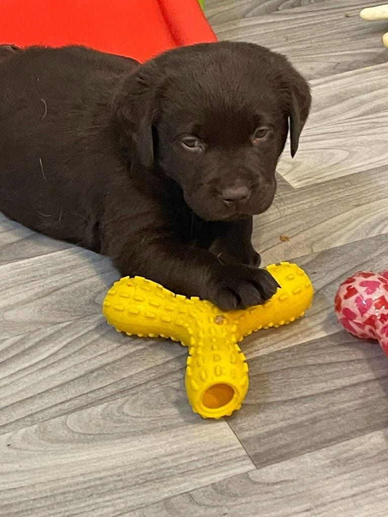 Black Lab puppy with yellow toy