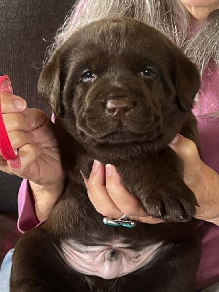 Baldo puppy — chocolate Labrador puppy held
