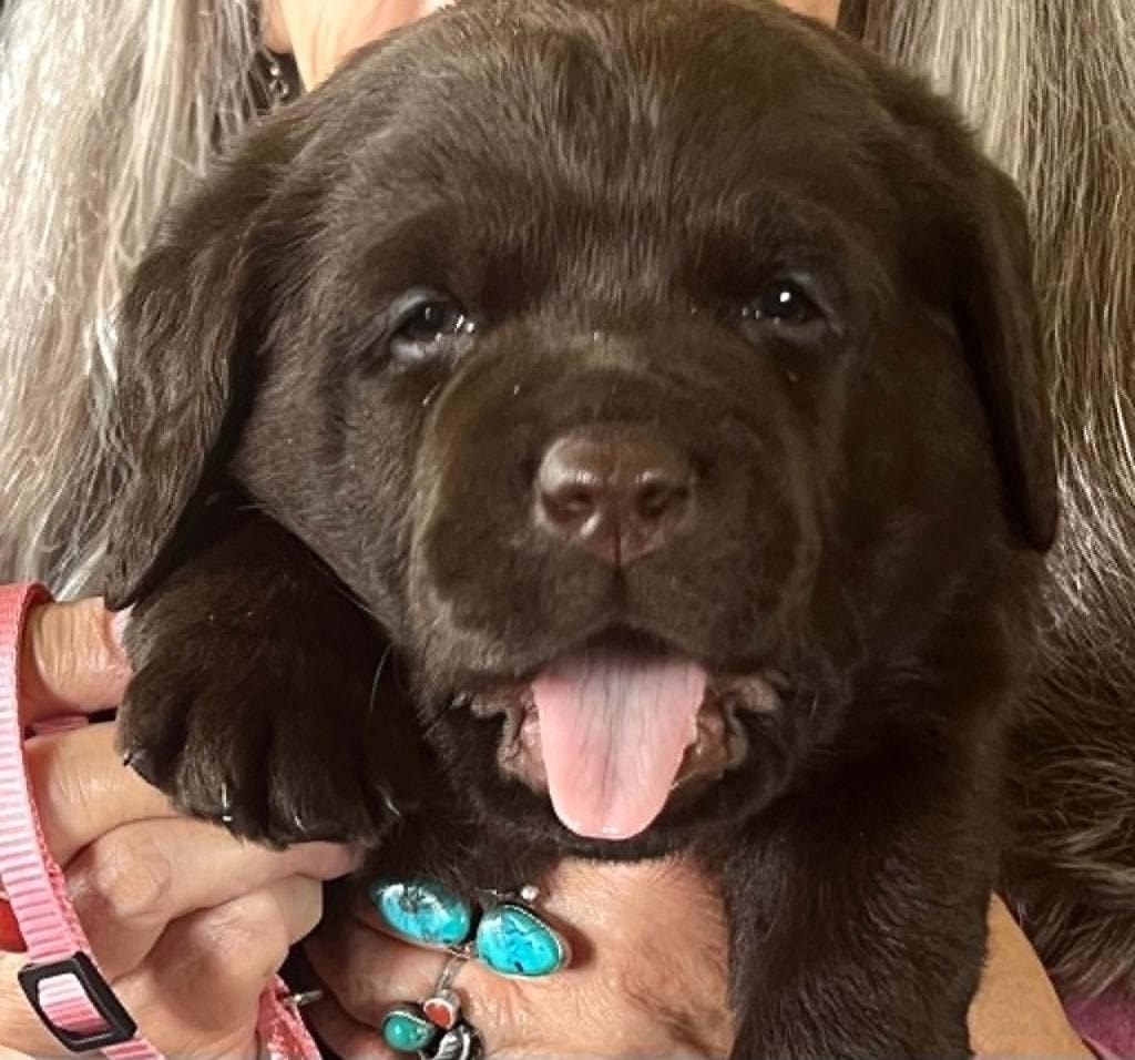Baldo puppy — chocolate Labrador puppy smiling