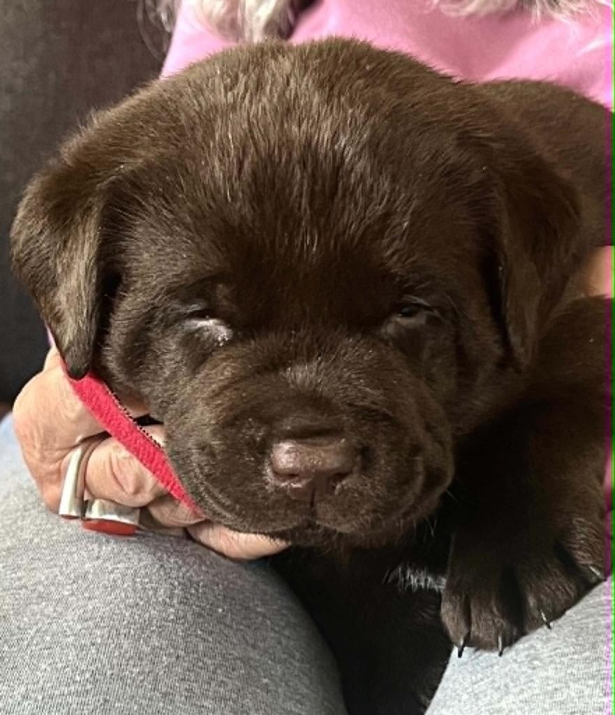 Baldo puppy — chocolate Labrador puppy with pink collar