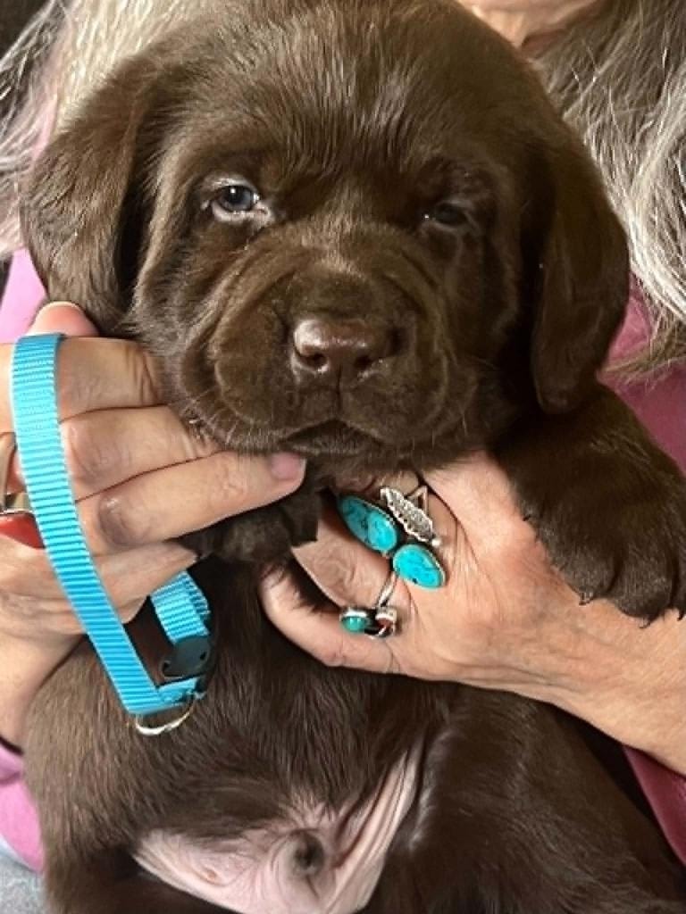Baldo puppy — chocolate Labrador puppy with blue collar