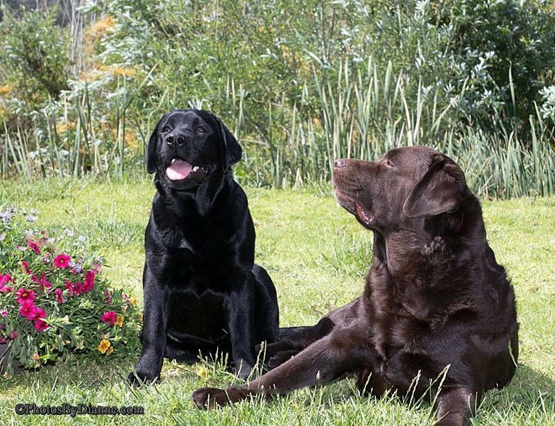 Black and chocolate Labradors in garden