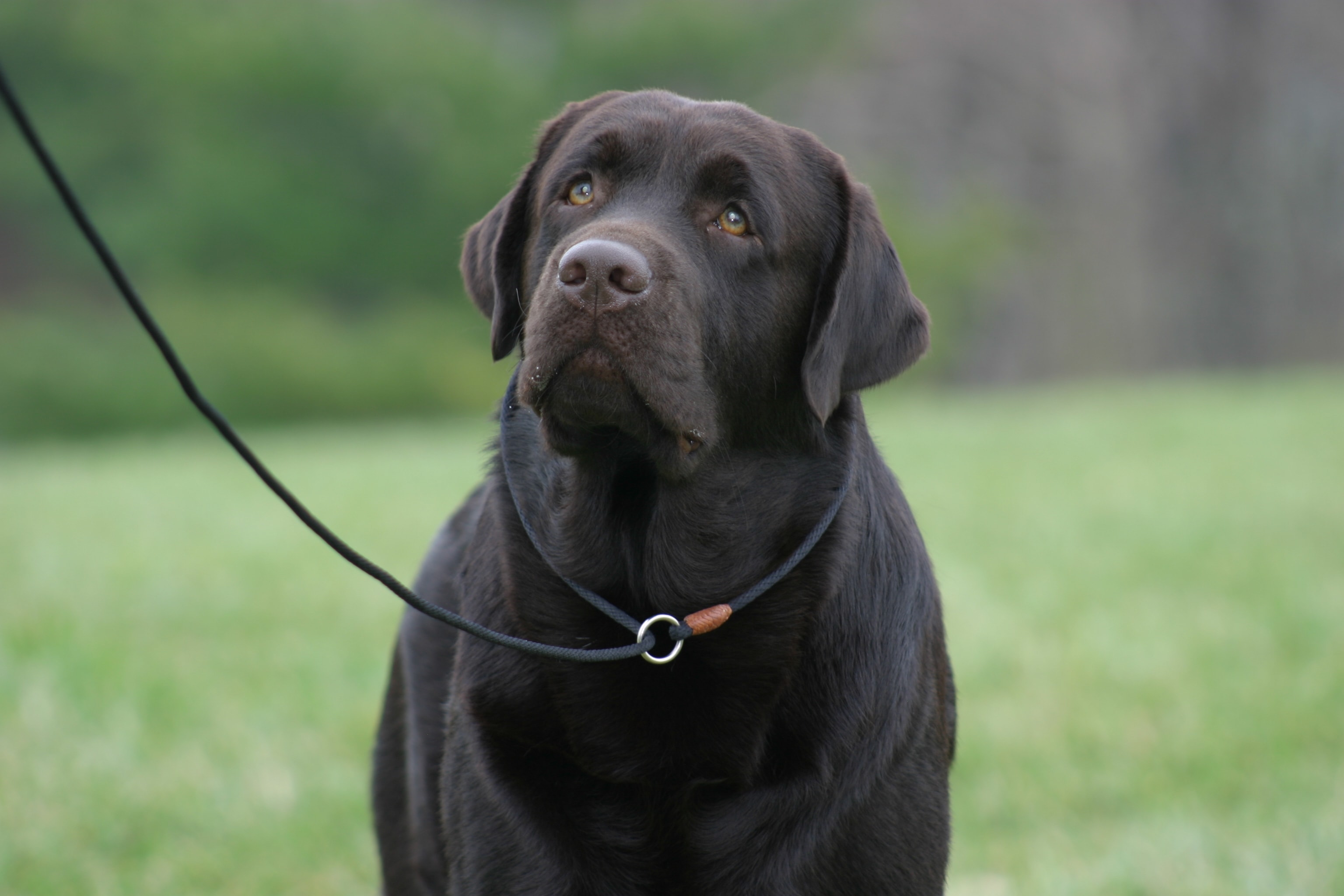 Black Labrador on leash