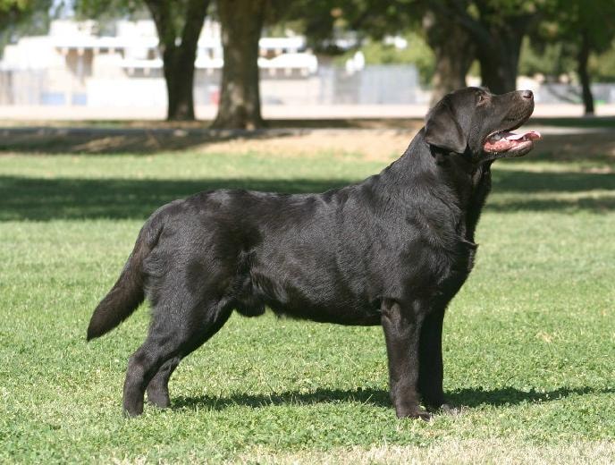 Black Labrador standing in park