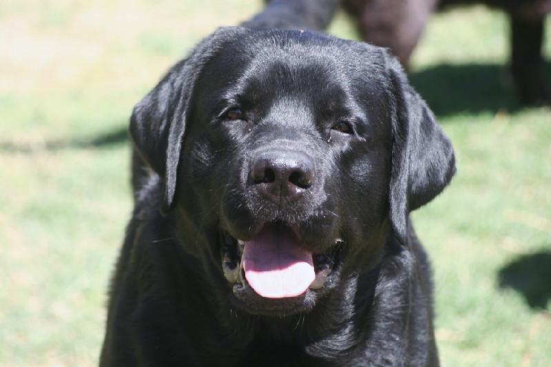 Black Labrador smiling outdoors