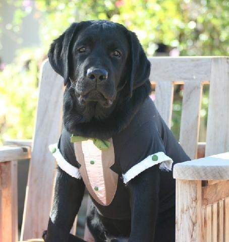 Black Labrador in tuxedo outfit