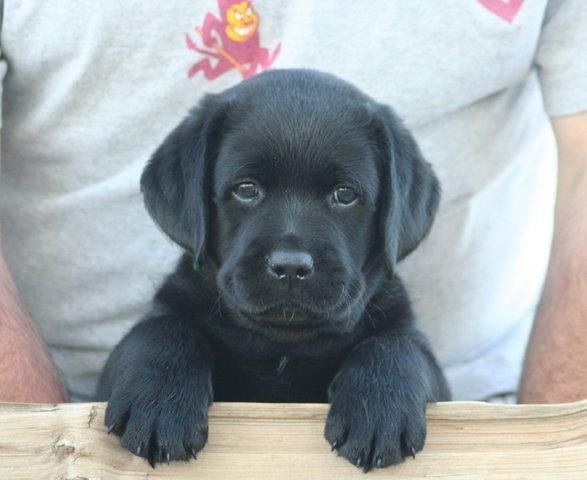 Black Labrador puppy looking over fence