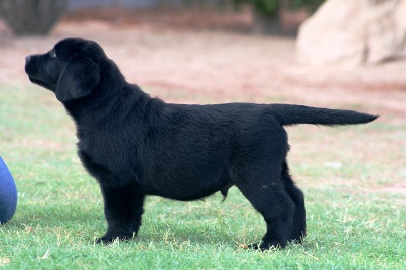 Black Labrador puppy in show stack