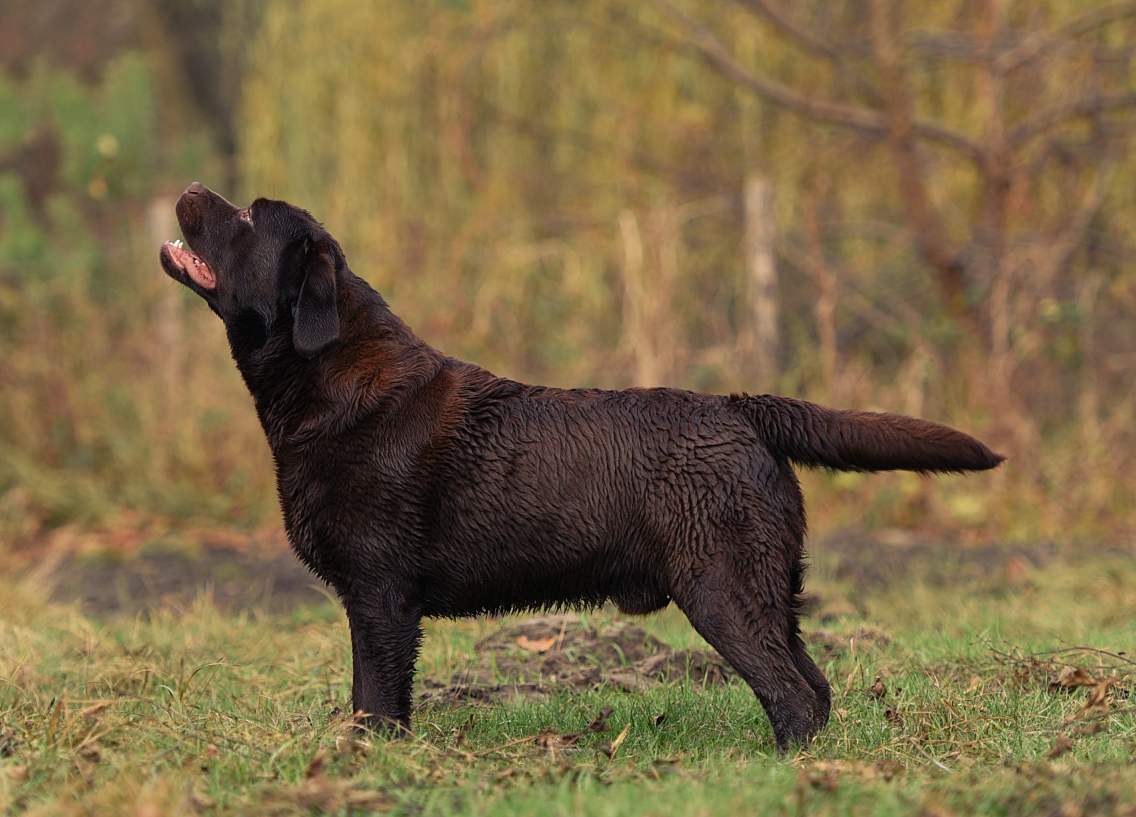 Chocolate Labrador Retriever in field