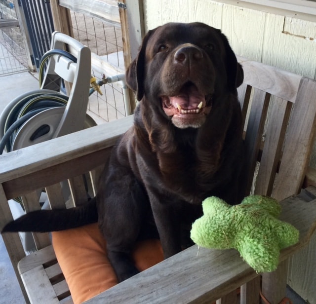 Chocolate Labrador smiling with toy