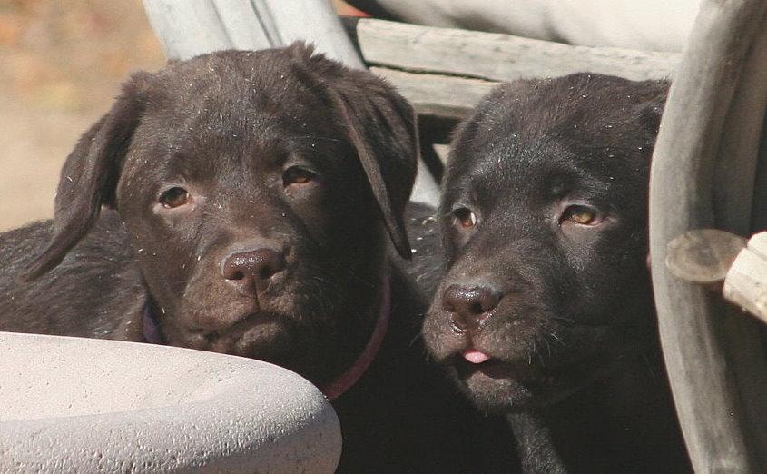 Chocolate Labrador puppies in wagon