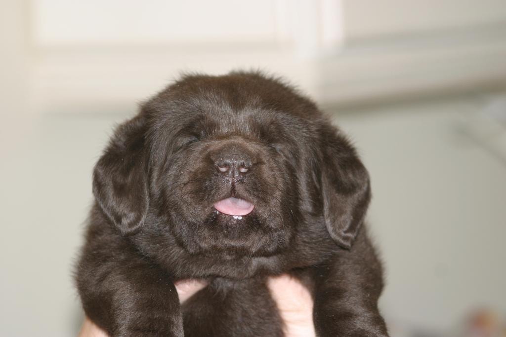 Chocolate Labrador puppy being held