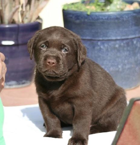Chocolate Labrador puppy sitting