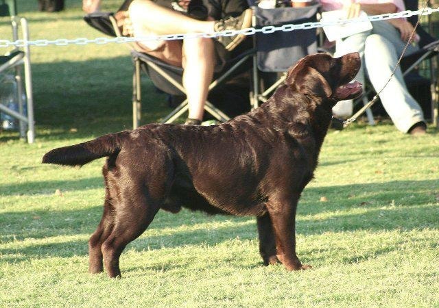Chocolate Labrador at dog show