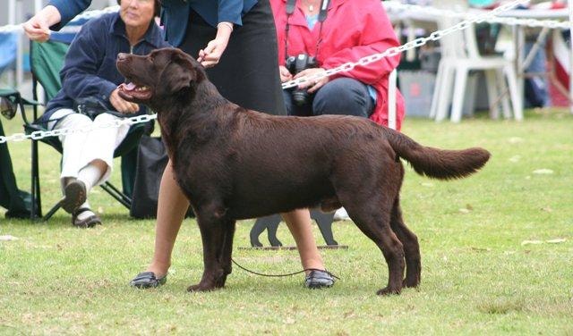 Chocolate Labrador in show ring