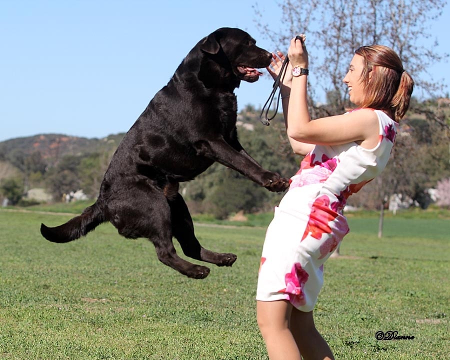 Black Labrador jumping up with handler