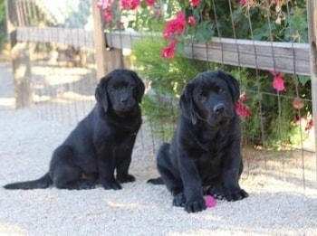 Two black dogs sitting together outdoors