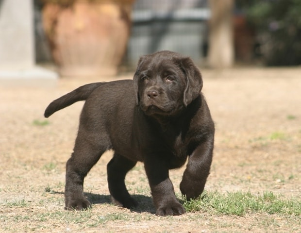 Chocolate Labrador Retriever puppy