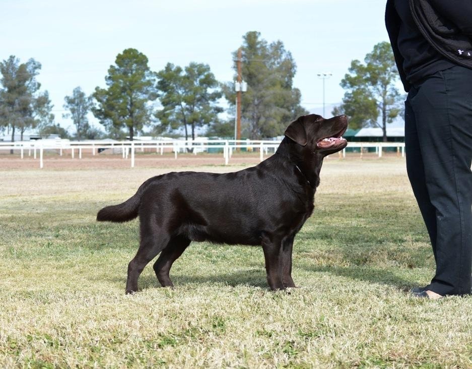 Morocco at dog show ring