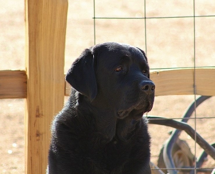 Black Labrador portrait by fence