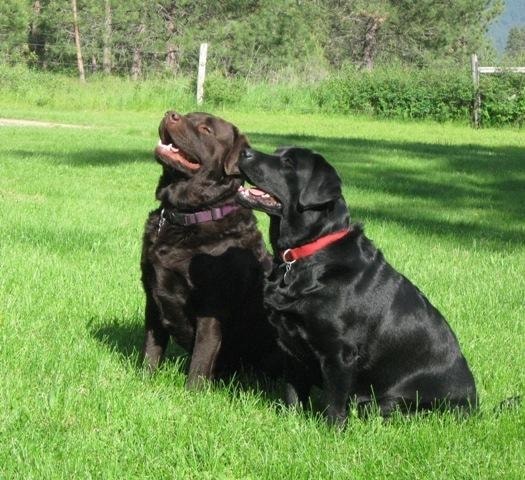 Chocolate and black Labradors sitting together on grass