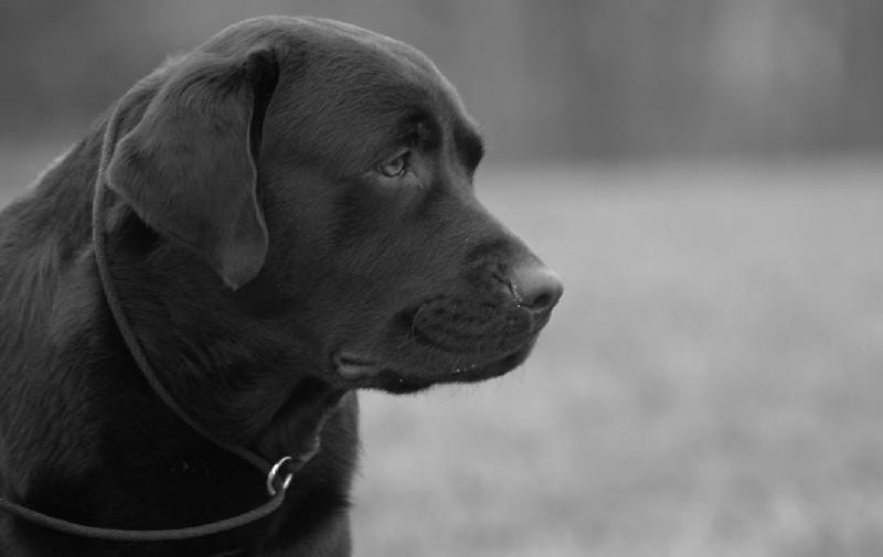 Black Labrador portrait in black and white